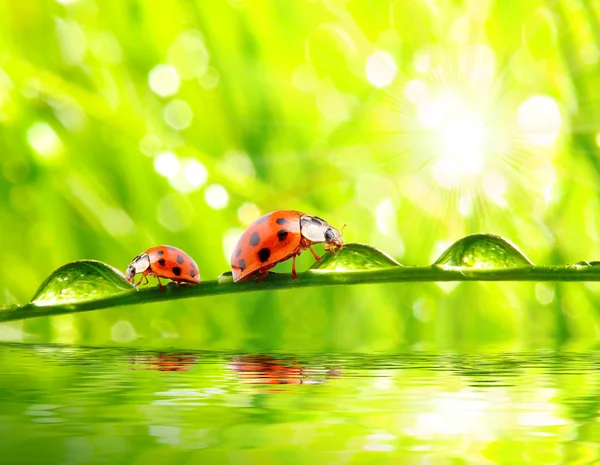 The Ladybugs. Royalty Free Stock Photos