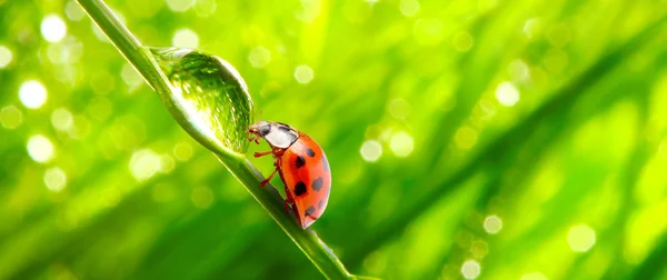 The Ladybug. — Stock Photo, Image