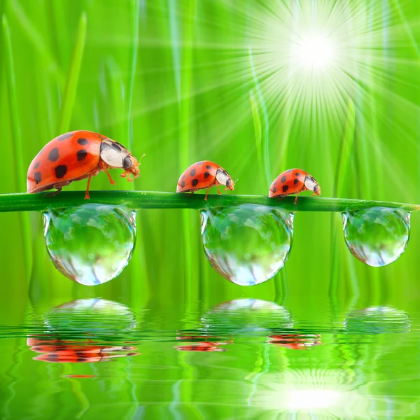 The Ladybugs. Royalty Free Stock Images