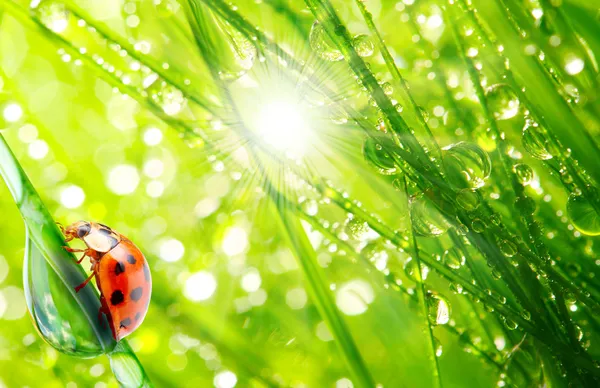 The Ladybug. — Stock Photo, Image