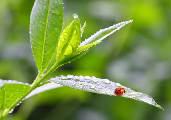 The Ladybug. Stock Photo