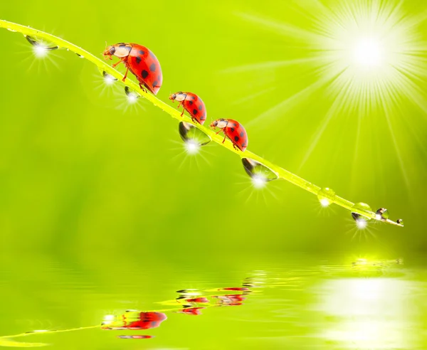 Ladybugs family on a dewy grass. Stock Photo