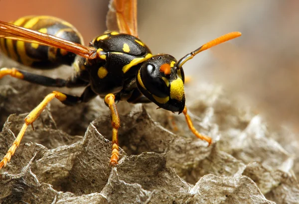 Wasp жовтій куртці. Ліцензійні Стокові Фото