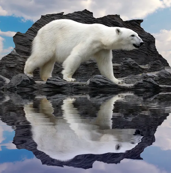 Белый медведь на скале Лицензионные Стоковые Изображения