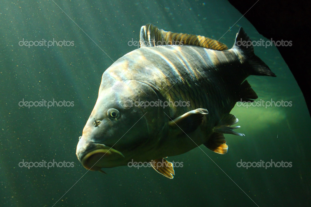 The Common Carp (Cyprinus Carpio). — Stock Photo © vladvitek 12711169