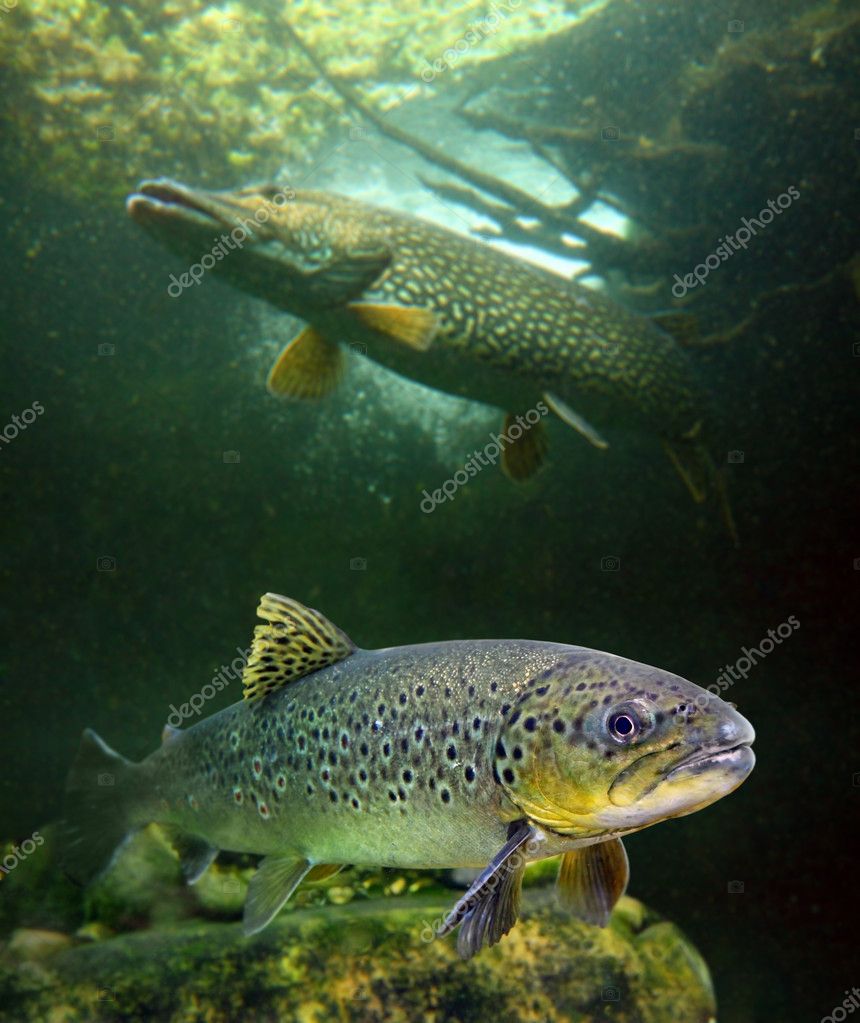 Коричневая Щука И Большая Щука. Стоковое Фото ©vladvitek 12711439
