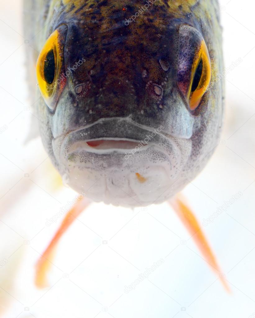 Interesting picture of a tropical reef fish close up.