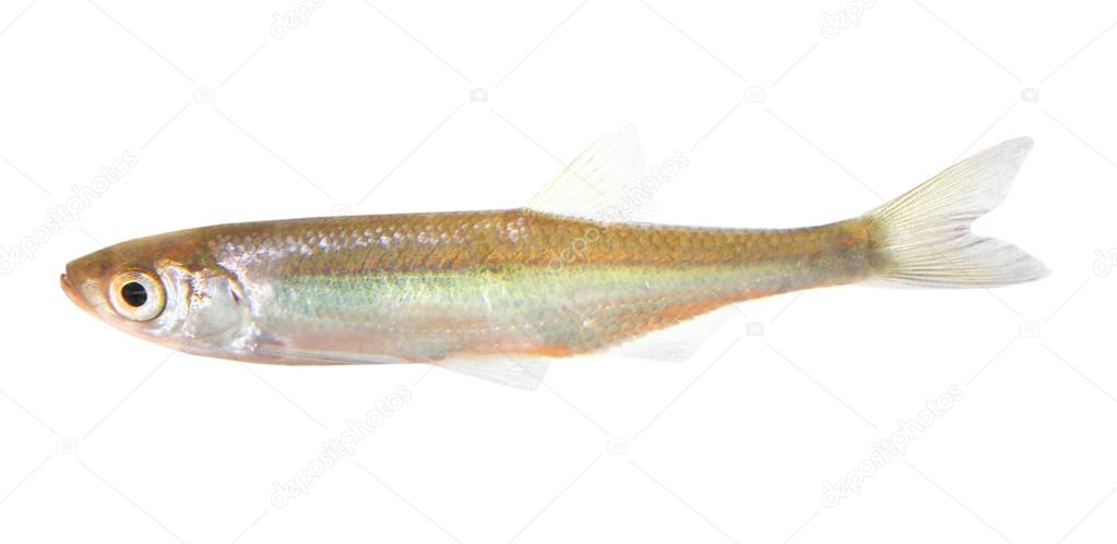 The common dace (Leuciscus leuciscus) is a fresh or brackish-water fish belonging to the family Cyprinidae.