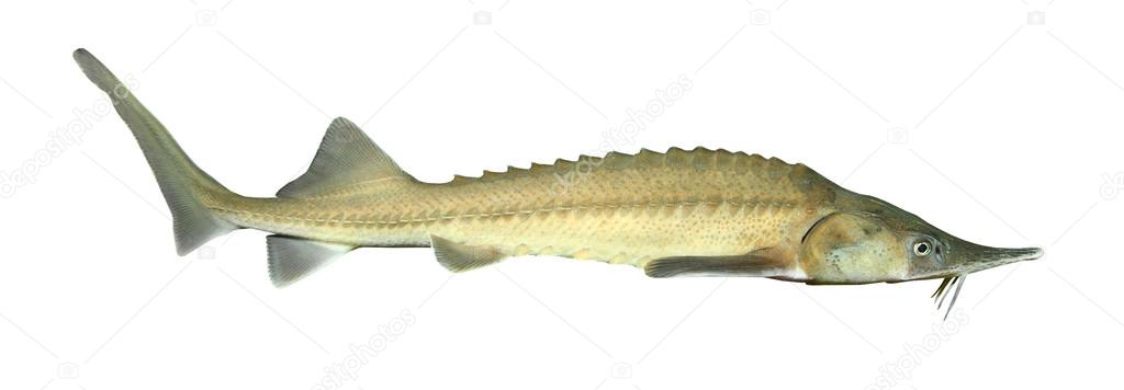 The Siberian sturgeon. — Stock Image The Siberian sturgeon. Stock Picture