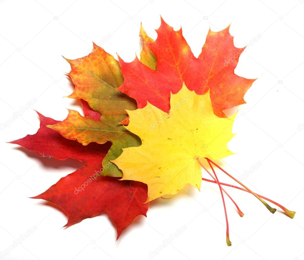 Autumn maple-leaf on a white background