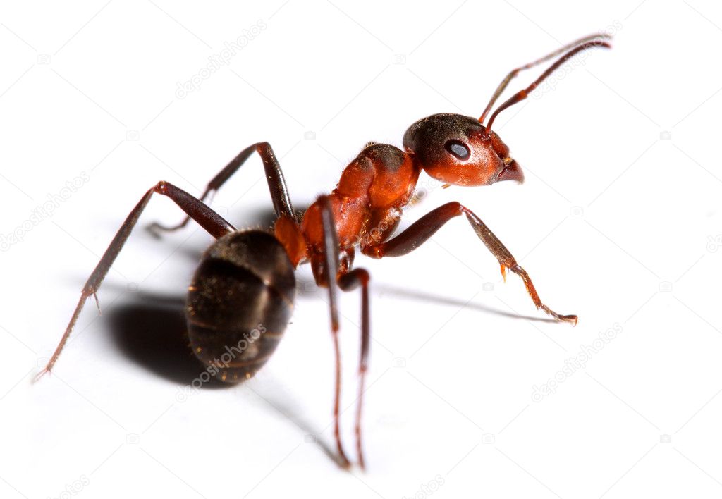 Big red ant isolated on white background.