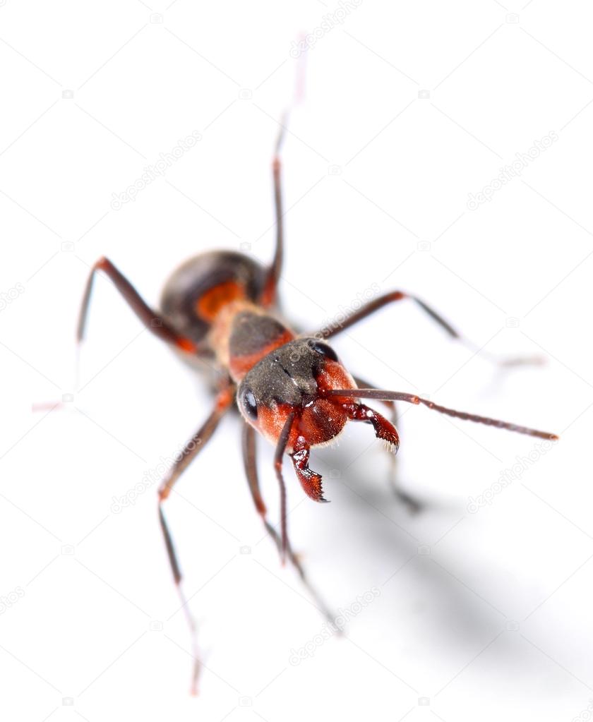 The Red Wood Ant (Formica Rufa). Close up