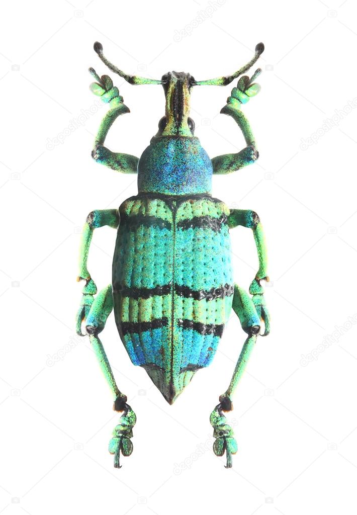 Tropical beetle (Curculionoidae).