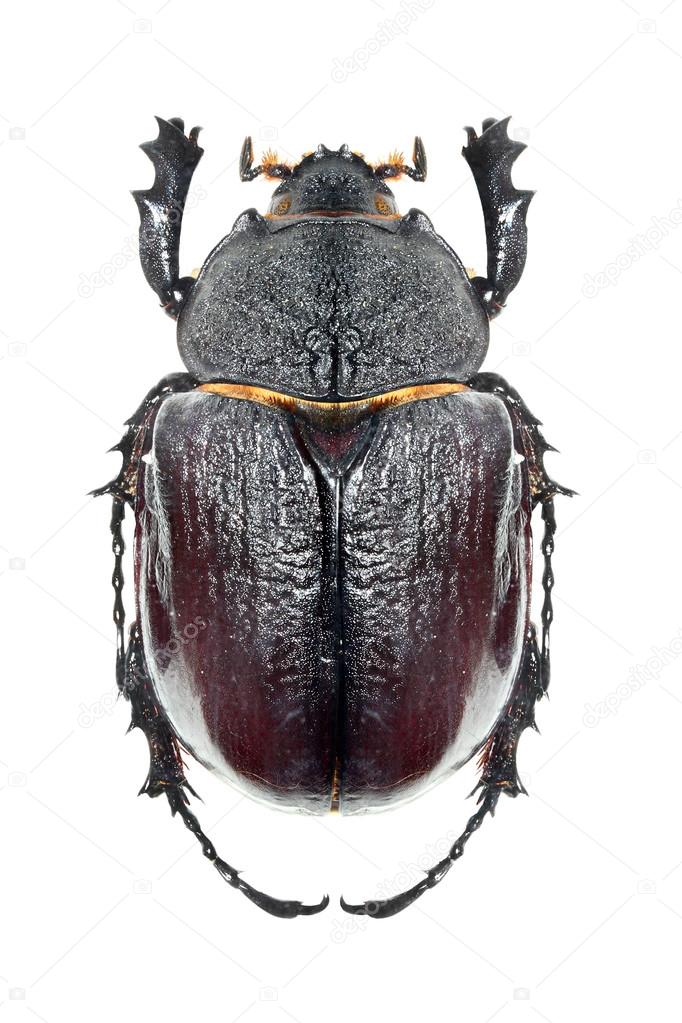 The Scarabaeus - Dung beetle isolated on a white background.
