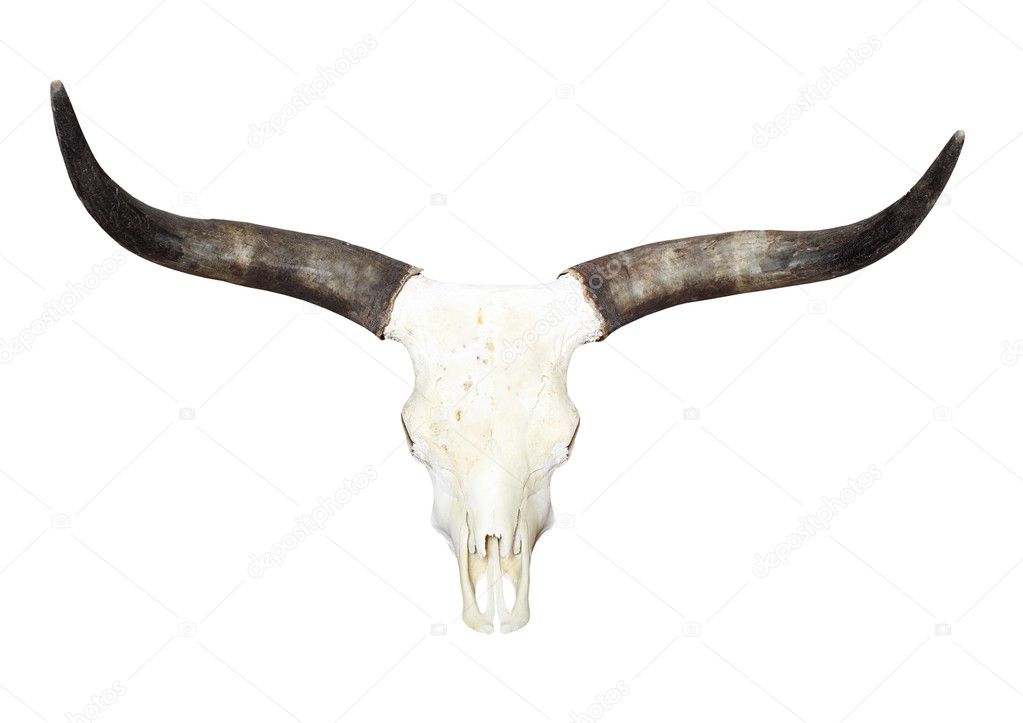 Bull skull with long horns isolated on a white background