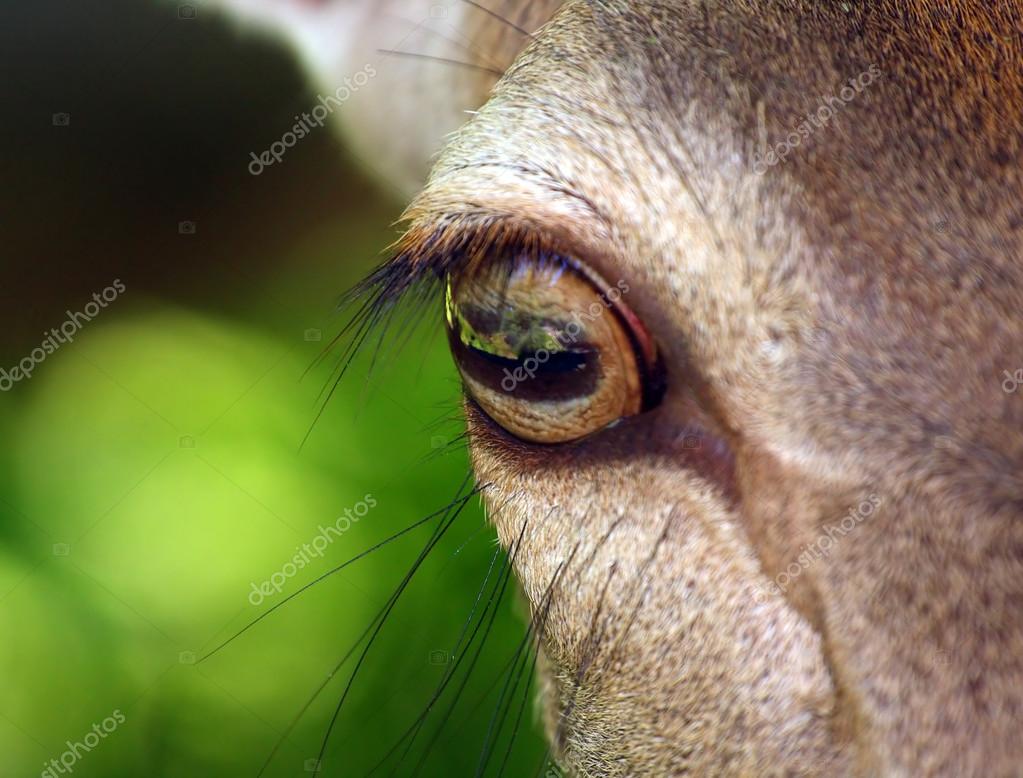 Deer eye close up Stock Photo by ©vladvitek 12714618