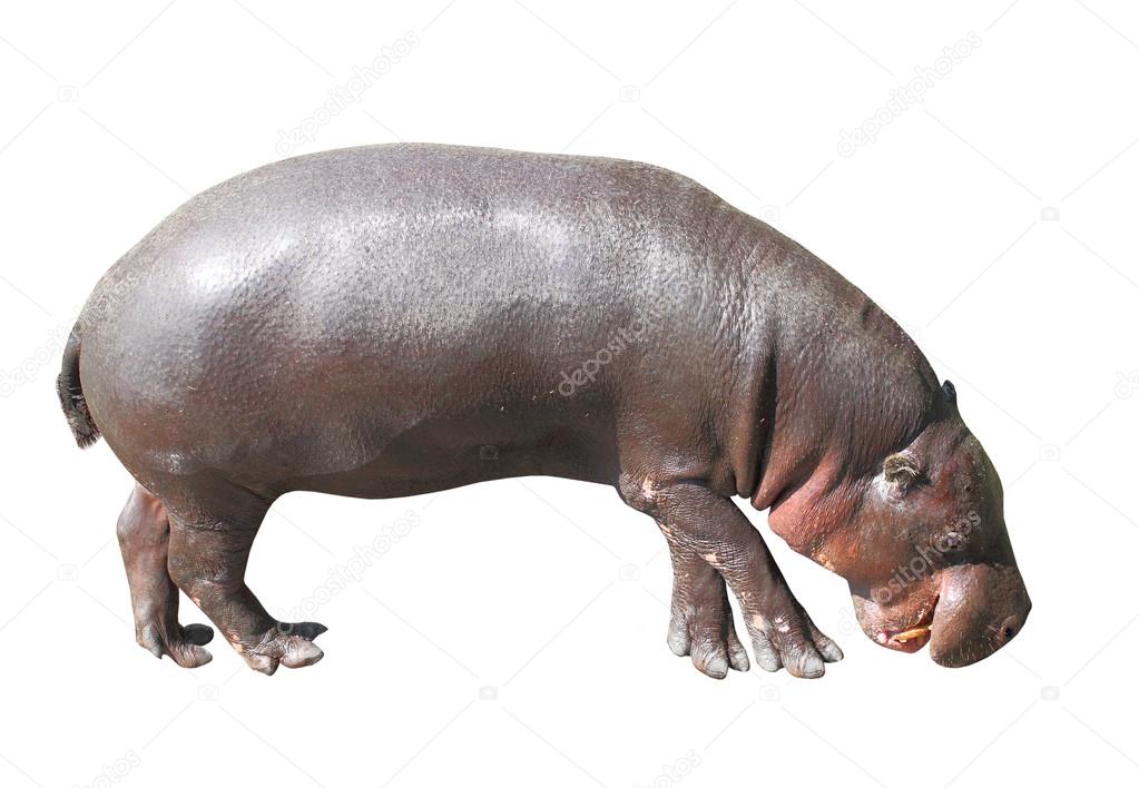 Hippopotamus isolated