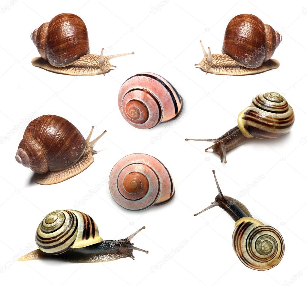 Snails collection on white background