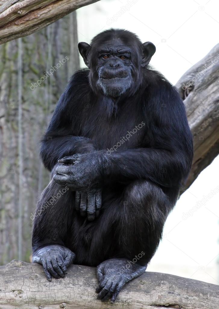 Portrait of a adult chimpanzee in Zoo Pilsen - Czech Republic - Europe