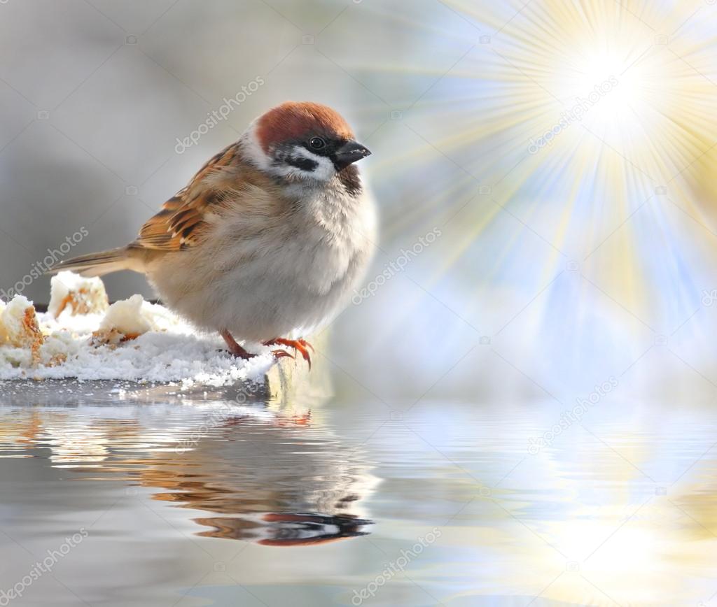Fatty House Sparrow ( Passer domesticus ) on a full bird table over a garden pond.