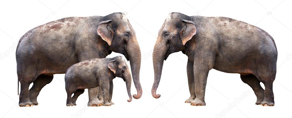 Elephants family - isolated