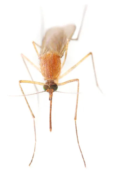 Малярійні комарів . — стокове фото