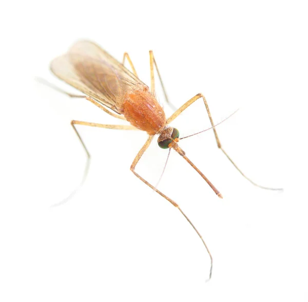 Το κουνούπι anopheles. — Φωτογραφία Αρχείου