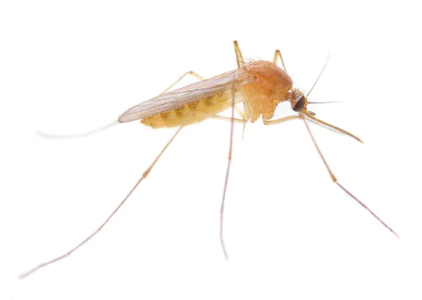 The Anopheles mosquito. — Stock Photo, Image