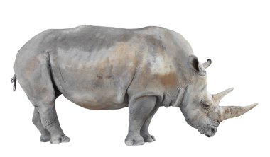 The Northern White Rhinoceros clipart
