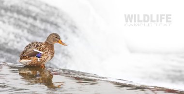 mallard veya yaban ördeği