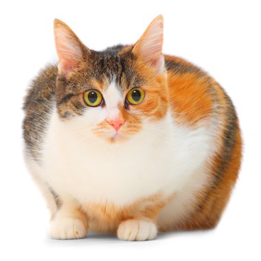 beyaz zemin üzerine yağlı Benekli kedi