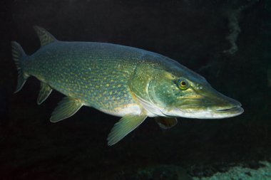 büyük Kuzey Pike sualtı fotoğraf