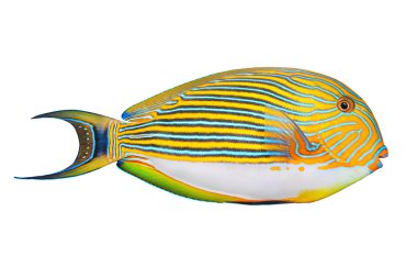 Palyaço surgeonfish