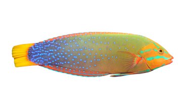 Yeşil wrasse (thalassoma lunare).