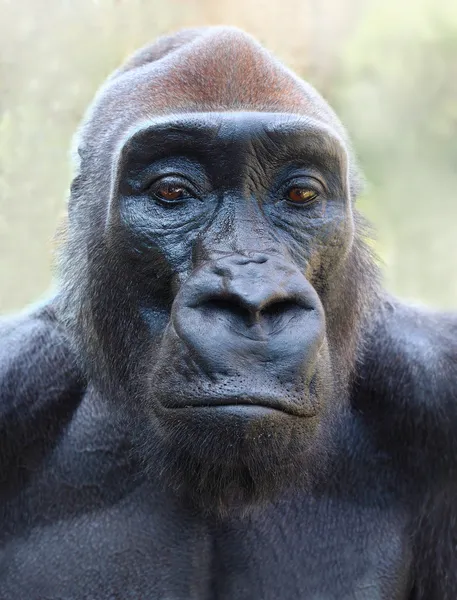 Das Gorilla-Porträt — Stockfoto