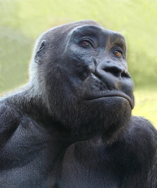 Gorilla porträtt — Stockfoto