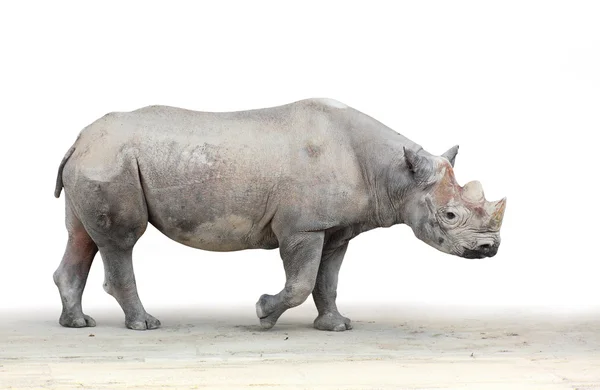 Den svarta noshörningen — Stockfoto