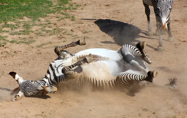 Zebra rolling in the dust — Stock Photo, Image