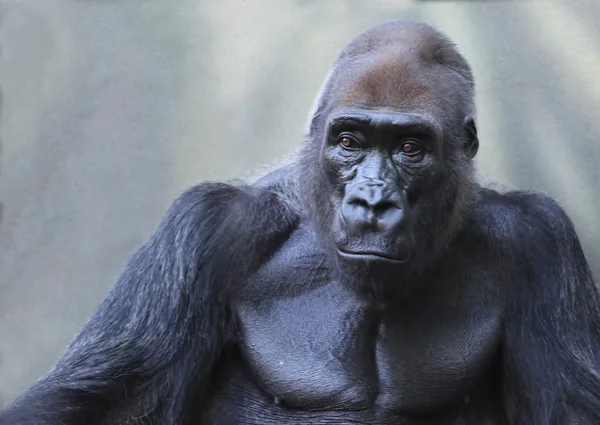 Das Gorilla-Porträt — Stockfoto