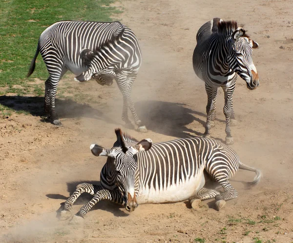 Toz içinde inişli çıkışlı zebra — Stok fotoğraf