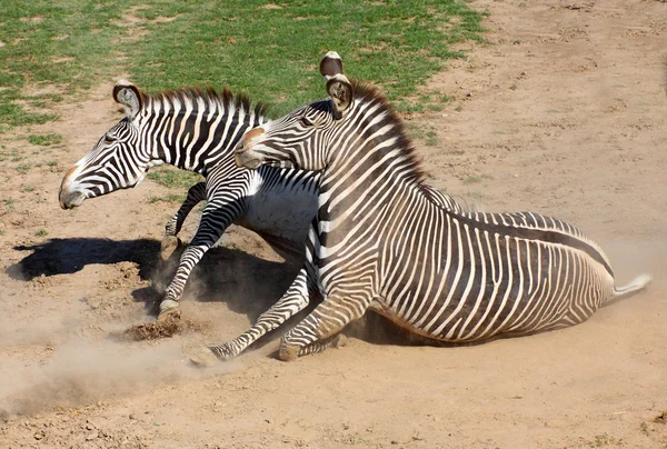 Zebra rolling in the dust — Stock Photo, Image