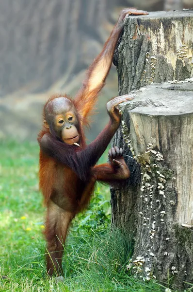 Unga och en av orangutan — Stockfoto