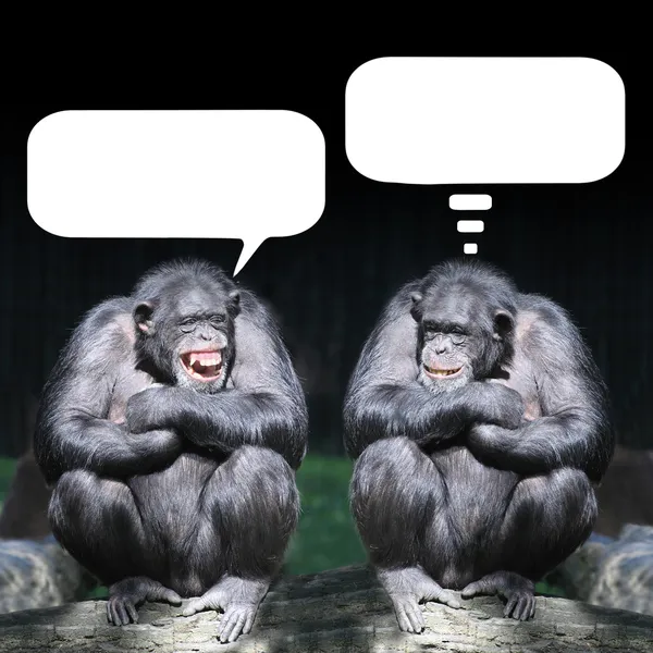 Two chimpanzees have a fun. — Stock Photo, Image