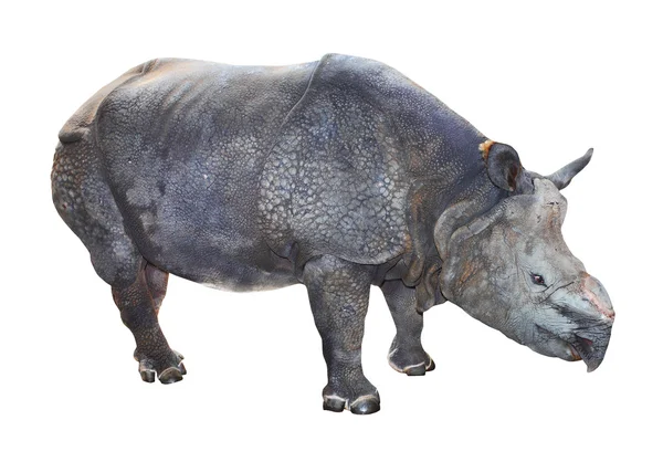 The Indian rhinoceros — Stock Photo, Image