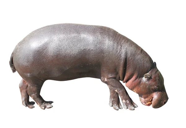 Hipopotam karłowaty — Zdjęcie stockowe