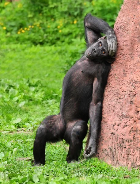 O chimpanzé com dor de cabeça — Fotografia de Stock