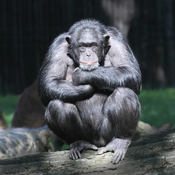 Chimpanzé preocupado — Fotografia de Stock