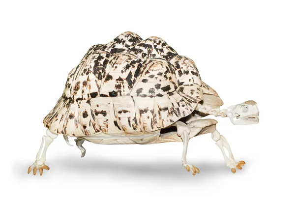 Skeleton of the turtle walking on a white background — Stock Photo, Image