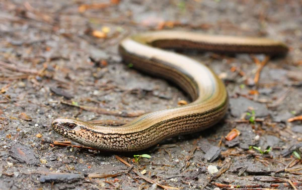 The Slow Worm or Blind Worm — Stock Photo, Image