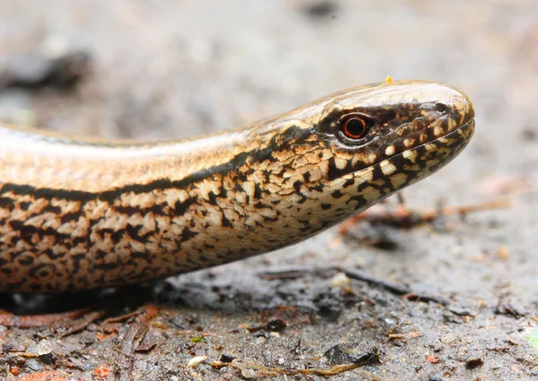 De langzame- of blind-worm — Stockfoto